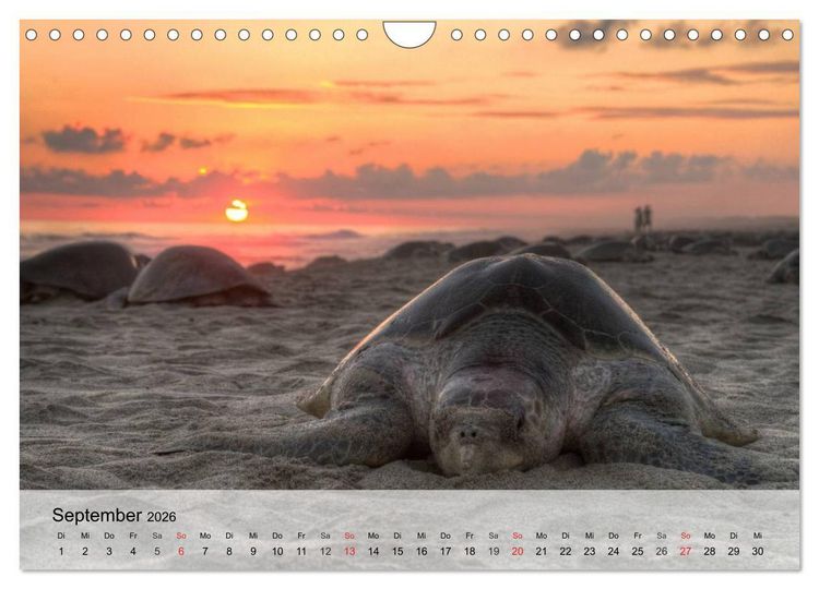 Produktbild: Meeresschildkr&ouml;ten. Nomaden der Ozeane (Wandkalender 2026 DIN A4 quer), CALVENDO Monatskalender