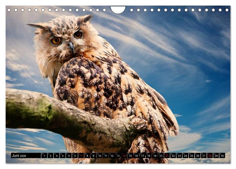 Produktbild: Eulen. Nachtaktiv, lautlos, sch&ouml;n (Wandkalender 2026 DIN A4 quer), CALVENDO Monatskalender