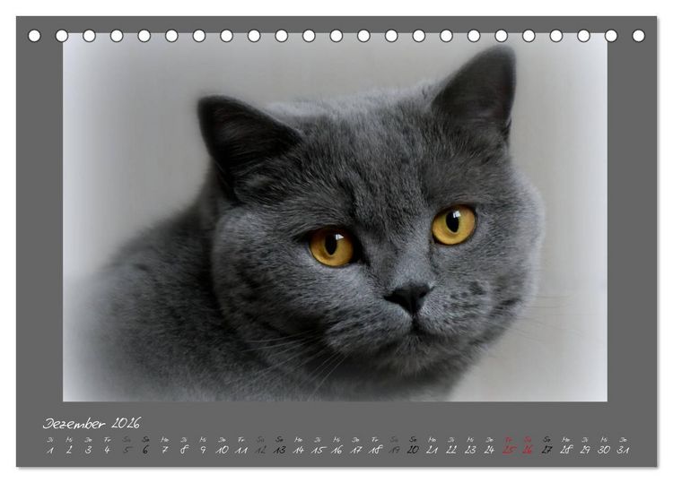 Produktbild: GRAUE ENGEL Britischkurzhaar-Katzen (Tischkalender 2026 DIN A5 quer), CALVENDO Monatskalender