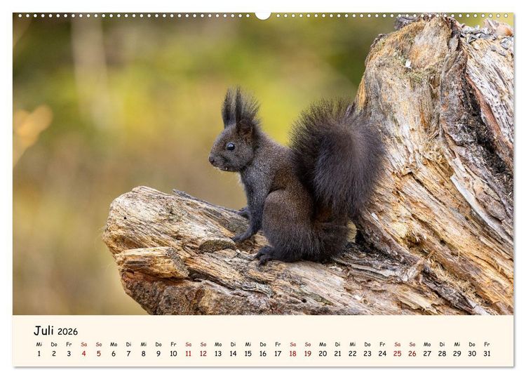 Produktbild: Oachkatzl (Wandkalender 2026 DIN A2 quer), CALVENDO Monatskalender