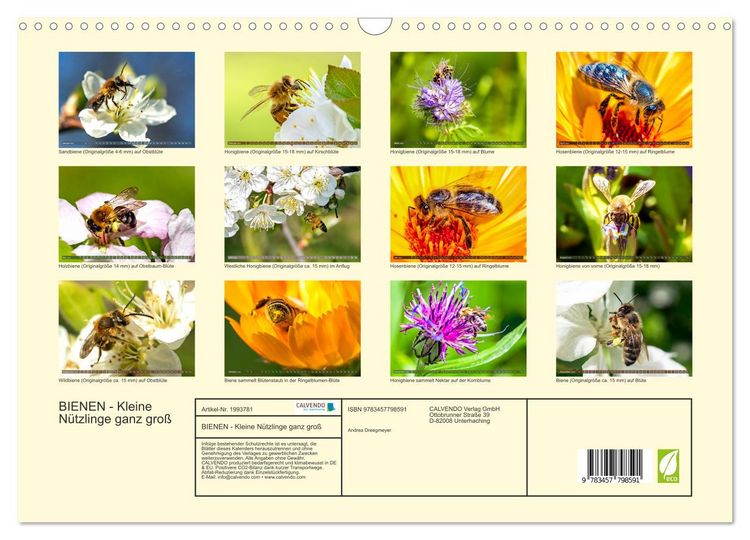 Produktbild: BIENEN - Kleine N&uuml;tzlinge ganz gro&szlig; (Wandkalender 2026 DIN A3 quer), CALVENDO Monatskalender