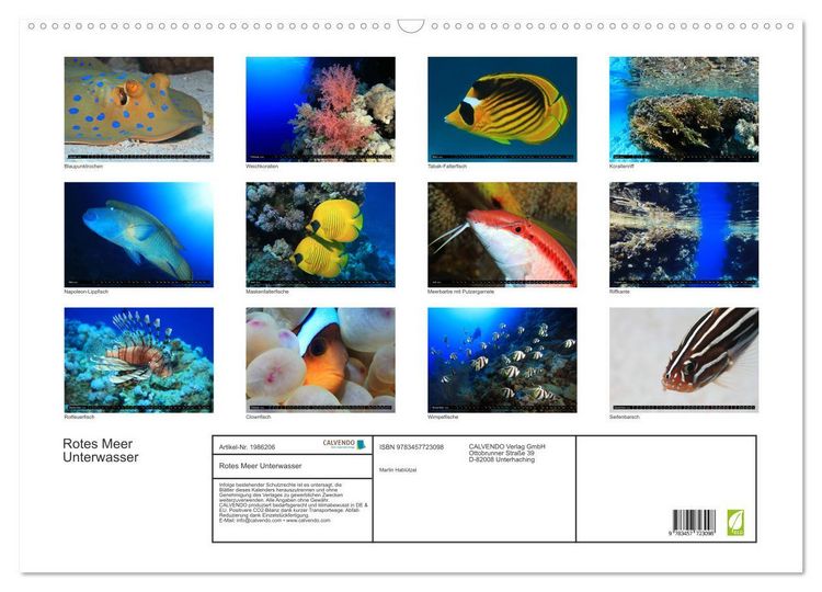 Produktbild: Rotes Meer Unterwasser (Wandkalender 2026 DIN A2 quer), CALVENDO Monatskalender