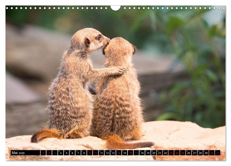 Produktbild: Nordhessens Tierkinder (Wandkalender 2026 DIN A3 quer), CALVENDO Monatskalender