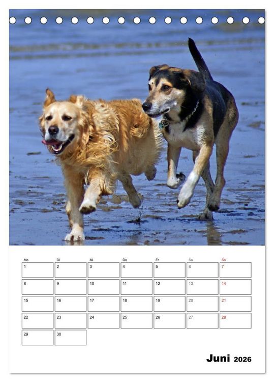 Produktbild: Hunde Freunde (Tischkalender 2026 DIN A5 hoch), CALVENDO Monatskalender