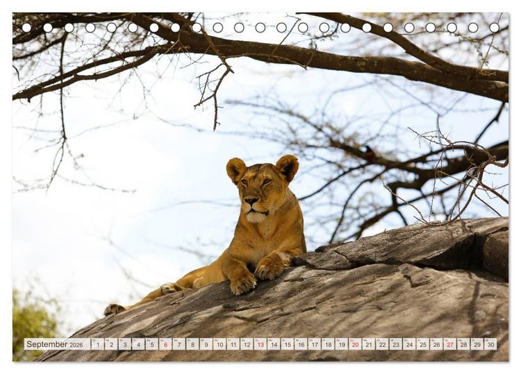 Produktbild: Tansania - Durch die Nationalparks Ostafrikas (Tischkalender 2026 DIN A5 quer), CALVENDO Monatskalender