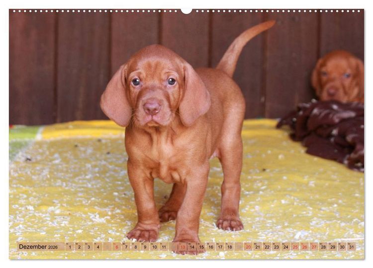 Produktbild: Magyar Vizsla - Vielseitiger Jagdhund mit Familienanschluss (hochwertiger Premium Wandkalender 2026 DIN A2 quer), Kunstdruck in Hochglanz
