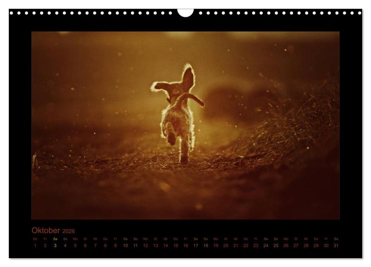 Produktbild: Elli Pirelli... aus dem Leben eines fr&ouml;hlichen Pinscher-Dackel-M&auml;dels (Wandkalender 2026 DIN A3 quer), CALVENDO Monatskalender