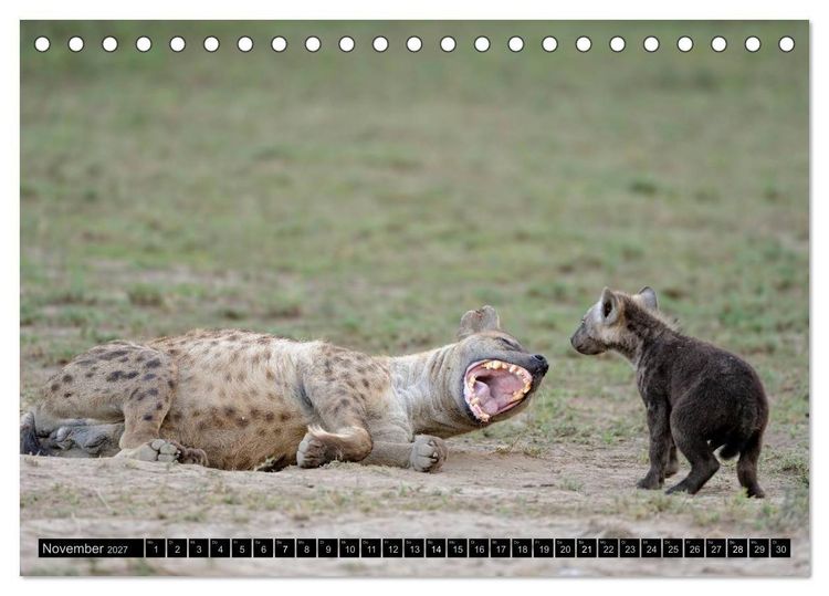 Produktbild: Magie des Augenblicks - Tierkinder - klein, aber wild (Tischkalender 2027 DIN A5 quer), CALVENDO Monatskalender