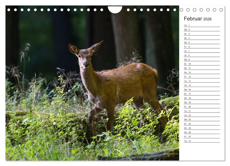 Produktbild: Emotionale Momente: Hirschbrunft. Part II. (Wandkalender 2026 DIN A4 quer), CALVENDO Monatskalender
