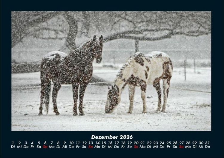 Produktbild: Die Welt der Pferde 2026 Fotokalender DIN A4