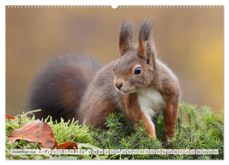 Produktbild: Besondere Augenblicke mit Eichh&ouml;rnchen (Wandkalender 2026 DIN A2 quer), CALVENDO Monatskalender