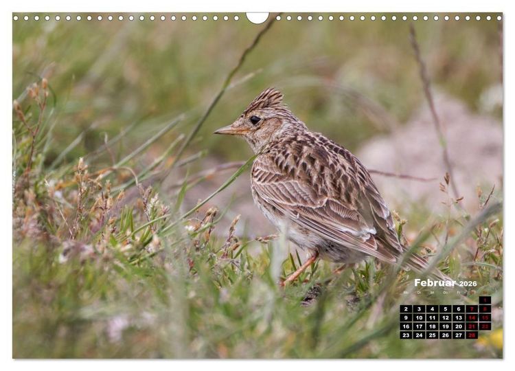 Produktbild: Die Vogelwelt der &Auml;u&szlig;eren Hebriden (Wandkalender 2026 DIN A3 quer), CALVENDO Monatskalender