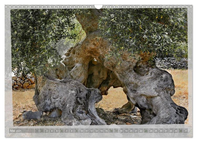 Produktbild: ALTE OLIVENB&Auml;UME Zeugen der Antike (Wandkalender 2027 DIN A3 quer), CALVENDO Monatskalender