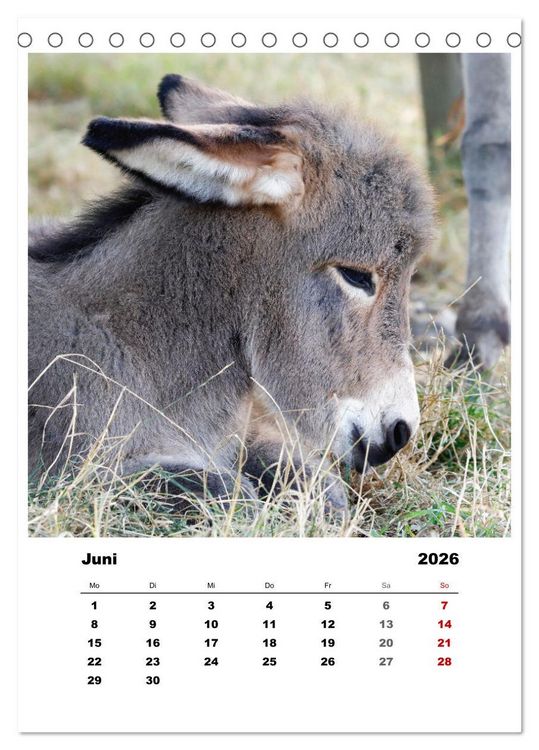 Produktbild: Bauernhoftiere, ganz nah dran (Tischkalender 2026 DIN A5 hoch), CALVENDO Monatskalender
