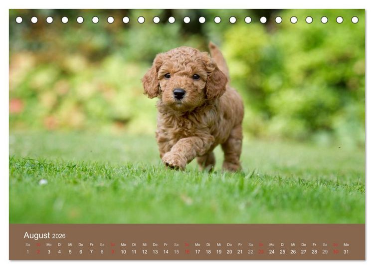Produktbild: Pudel (Tischkalender 2026 DIN A5 quer), CALVENDO Monatskalender