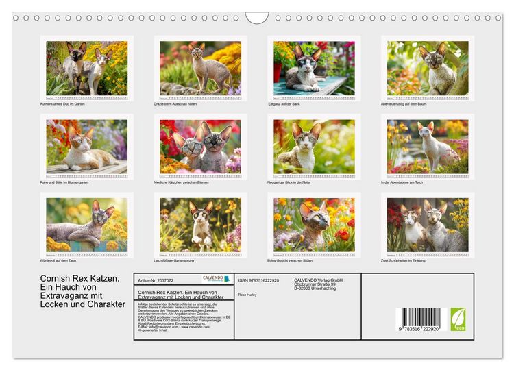 Produktbild: Cornish Rex Katzen. Ein Hauch von Extravaganz mit Locken und Charakter (Wandkalender 2026 DIN A3 quer), CALVENDO Monatskalender