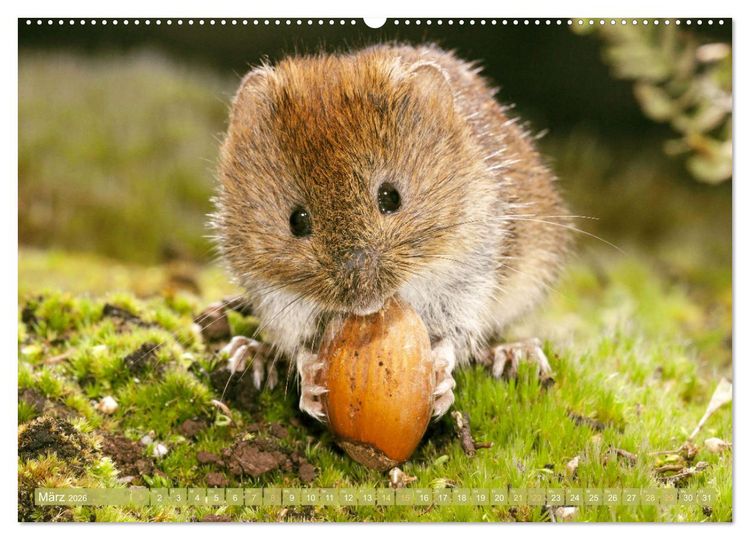Produktbild: Zauberhafte M&auml;use: Von wegen nur Grau (Wandkalender 2026 DIN A2 quer), CALVENDO Monatskalender