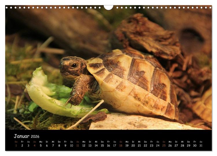 Produktbild: Reptilien 2026 (Wandkalender 2026 DIN A3 quer), CALVENDO Monatskalender