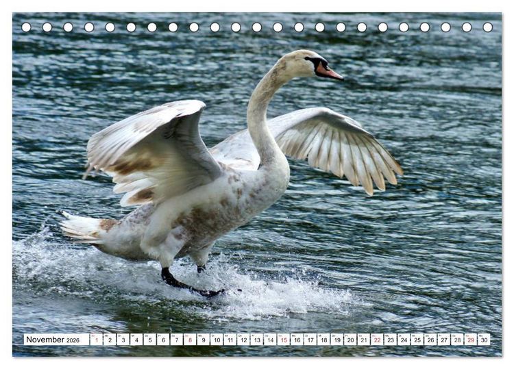 Produktbild: Elegante Schw&auml;ne (Tischkalender 2026 DIN A5 quer), CALVENDO Monatskalender