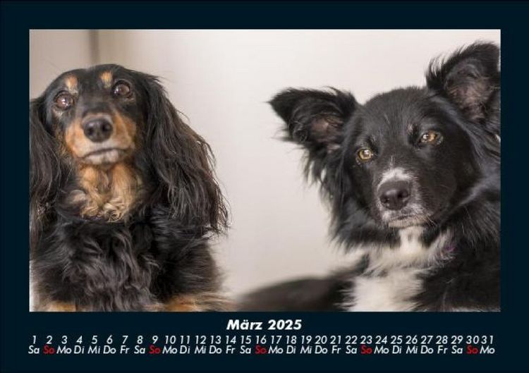 Produktbild: Der Hundekalender 2025 Fotokalender DIN A5