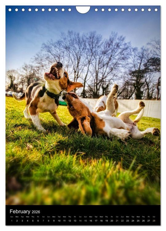 Produktbild: Beagles in action (Wall Calendar 2026 DIN A4 portrait), CALVENDO 12 Month Wall Calendar