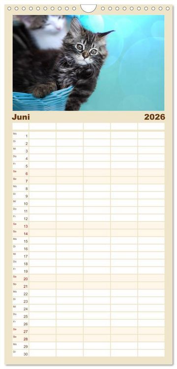 Produktbild: Familienplaner 2026 - Katzenbabys beobachtet mit 5 Spalten (Wandkalender, 21 x 45 cm) CALVENDO