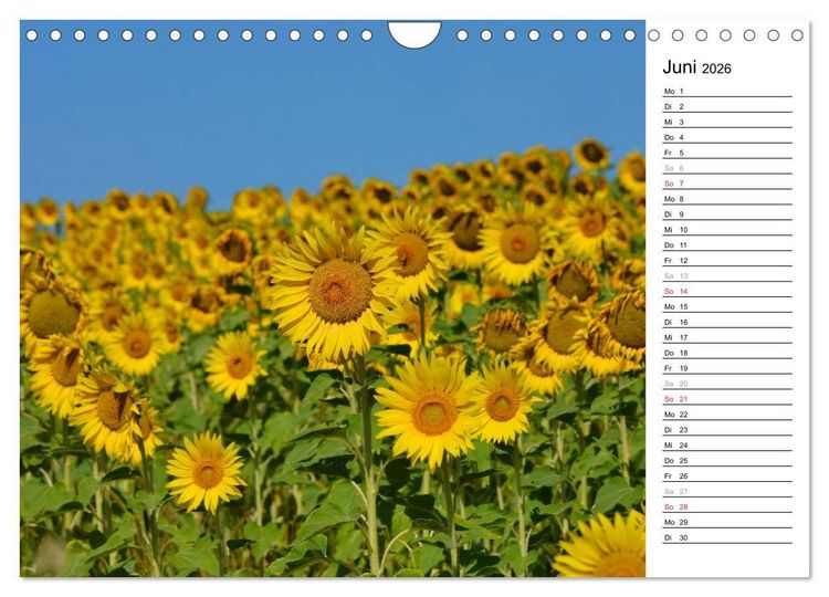 Produktbild: Ein Jahr lang Sonnenblumen (Wandkalender 2026 DIN A4 quer), CALVENDO Monatskalender