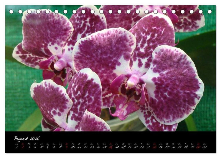 Produktbild: Farbenreiche Orchideen (Tischkalender 2026 DIN A5 quer), CALVENDO Monatskalender