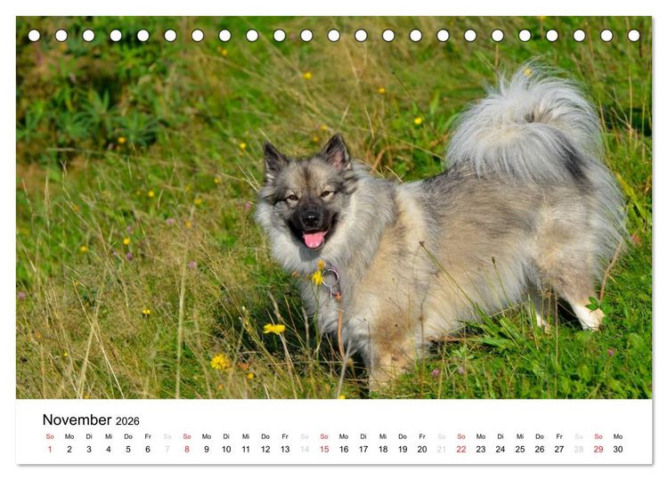 Produktbild: Der Wolfsspitz (Tischkalender 2026 DIN A5 quer), CALVENDO Monatskalender