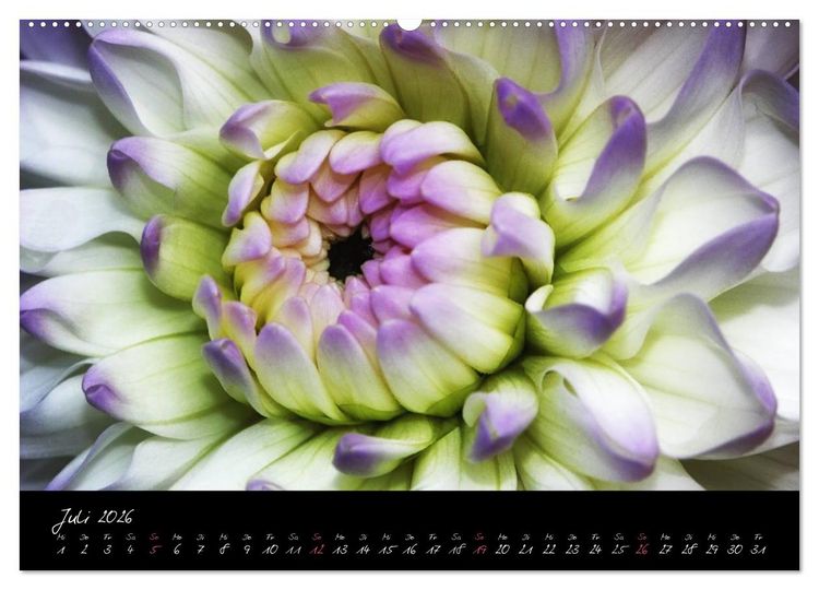 Produktbild: Floral Portraits - Blumen Impression (hochwertiger Premium Wandkalender 2026 DIN A2 quer), Kunstdruck in Hochglanz