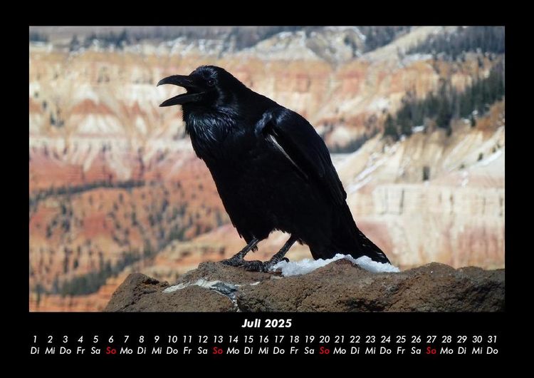 Produktbild: Tiere in der Wildnis 2025 Fotokalender DIN A3
