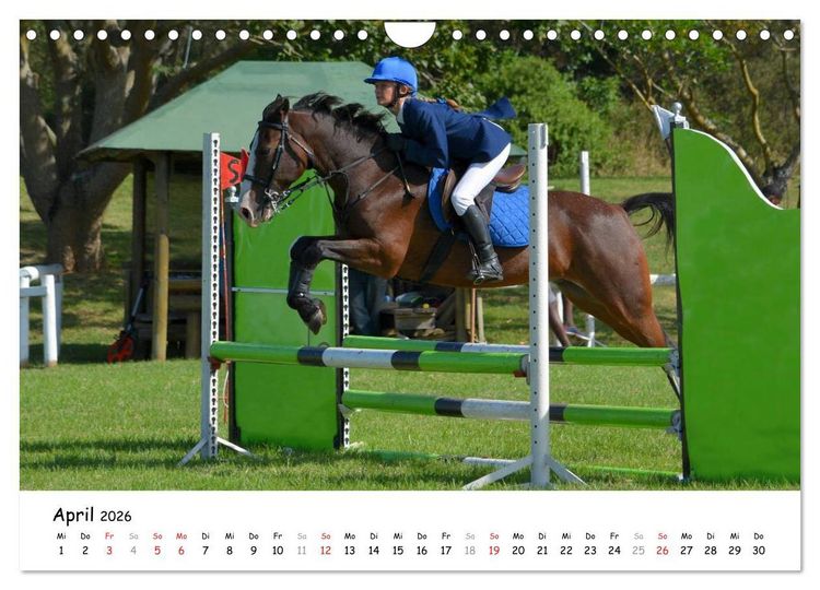 Produktbild: Pony Springreiten (Wandkalender 2026 DIN A4 quer), CALVENDO Monatskalender