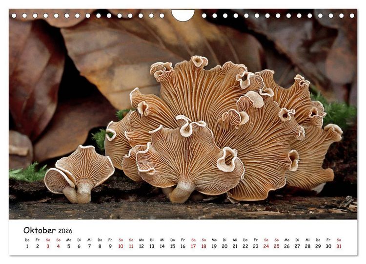 Produktbild: Pilzgalerie - Die bunte Welt der Baumpilze (Wandkalender 2026 DIN A4 quer), CALVENDO Monatskalender