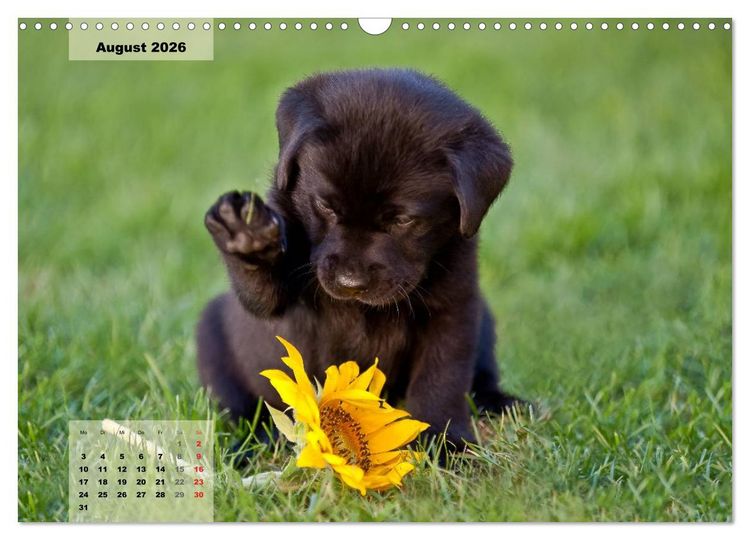 Produktbild: Welpenspa&szlig; (Wandkalender 2026 DIN A3 quer), CALVENDO Monatskalender