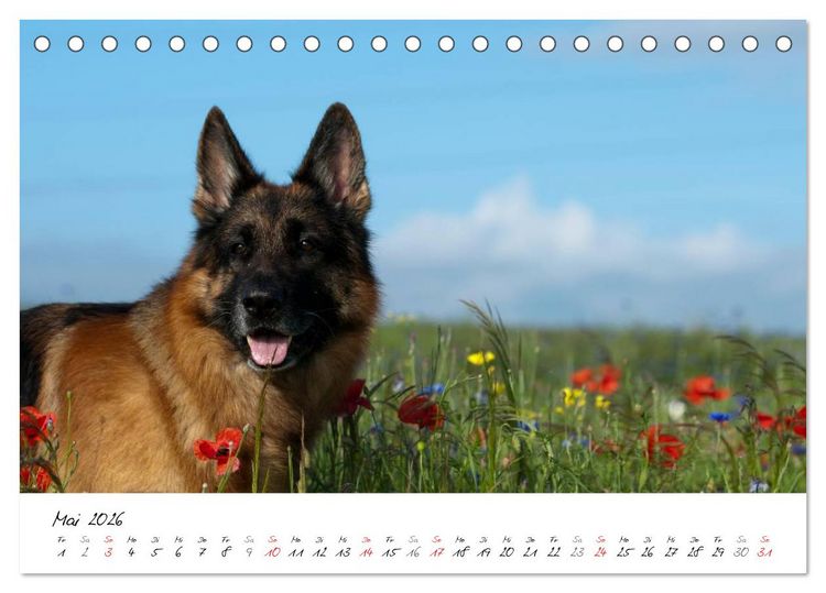 Produktbild: Deutscher Sch&auml;ferhund / CH-Version (Tischkalender 2026 DIN A5 quer), CALVENDO Monatskalender