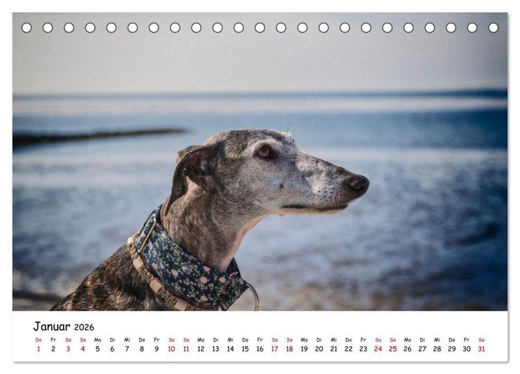 Produktbild: Strandurlaub mit Hund (Tischkalender 2026 DIN A5 quer), CALVENDO Monatskalender