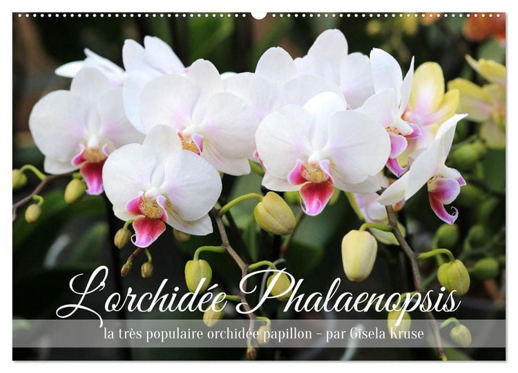 Produktbild: L'orchid&eacute;e Phalaenopsis (Calendrier mural 2026 DIN A2 vertical), CALVENDO calendrier mensuel