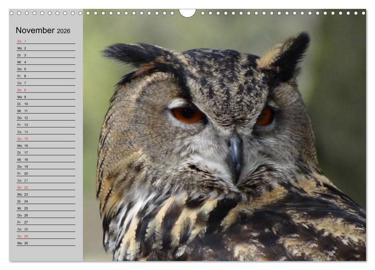 Produktbild: Eulen. Gefiederte Weisheit (Wandkalender 2026 DIN A3 quer), CALVENDO Monatskalender