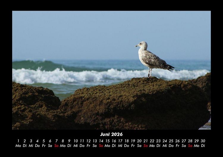 Produktbild: M&ouml;wen 2026 Fotokalender DIN A3