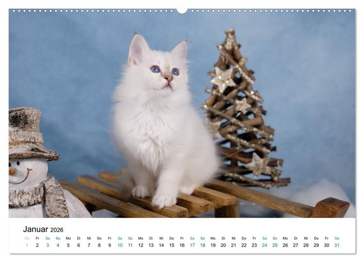 Produktbild: Heilige Birma Kitten - ein Traum auf wei&szlig;en Pf&ouml;tchen (Wandkalender 2026 DIN A2 quer), CALVENDO Monatskalender