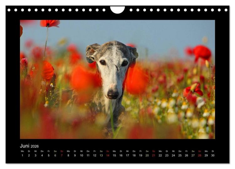 Produktbild: Windhund bunt (Wandkalender 2026 DIN A4 quer), CALVENDO Monatskalender