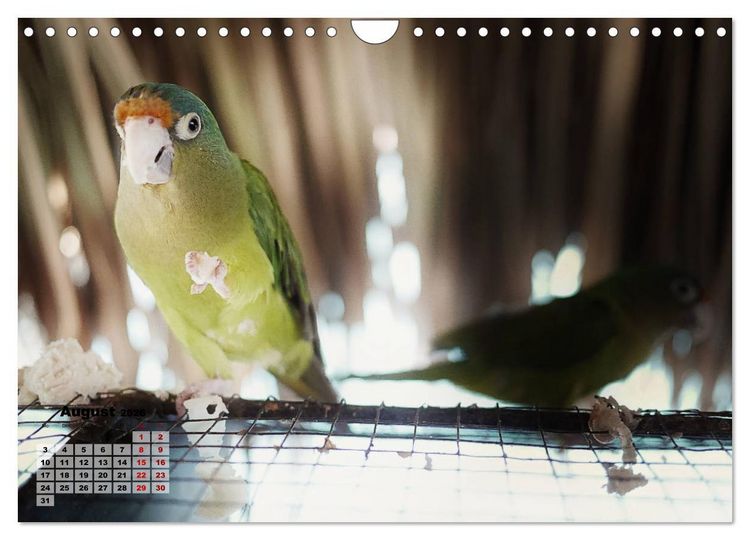 Produktbild: Nicaraguas faszinierende Flora & Fauna (Wandkalender 2026 DIN A4 quer), CALVENDO Monatskalender