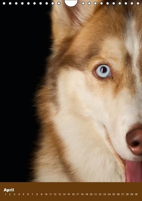 Produktbild: Hundekalender - Nordische Sch&ouml;nheiten (Wandkalender immerw&auml;hrend DIN A4 hoch)