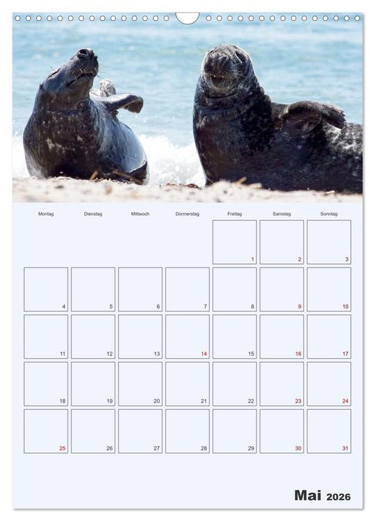 Produktbild: Wildes Leben auf Helgoland (Wandkalender 2026 DIN A3 hoch), CALVENDO Monatskalender