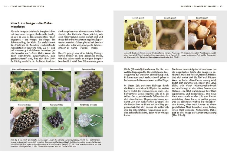 Produktbild: Wildbienen haben es auch nicht leicht