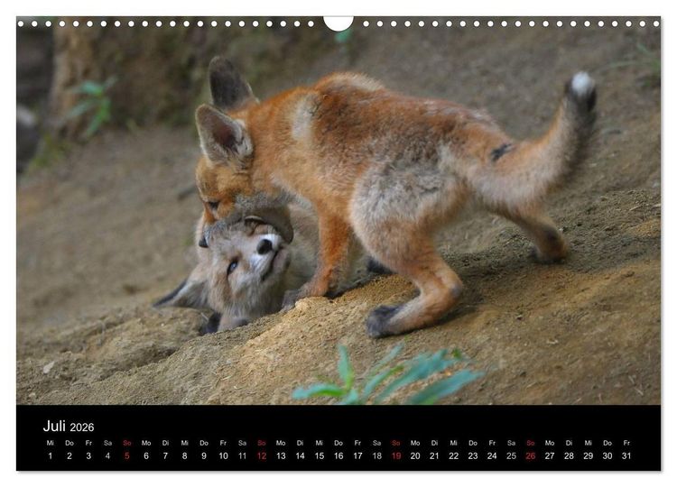 Produktbild: Ein Blick in Reinekes Kinderstube (Wandkalender 2026 DIN A3 quer), CALVENDO Monatskalender