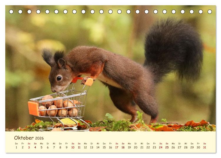 Produktbild: Eichh&ouml;rnchen - zauberhaft verspielt (Tischkalender 2026 DIN A5 quer), CALVENDO Monatskalender