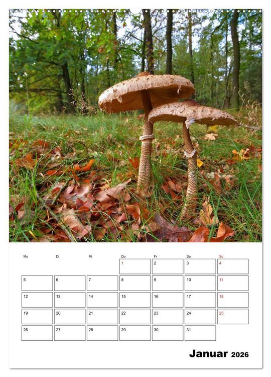 Produktbild: Heimische Waldpilze (Wandkalender 2026 DIN A2 hoch), CALVENDO Monatskalender