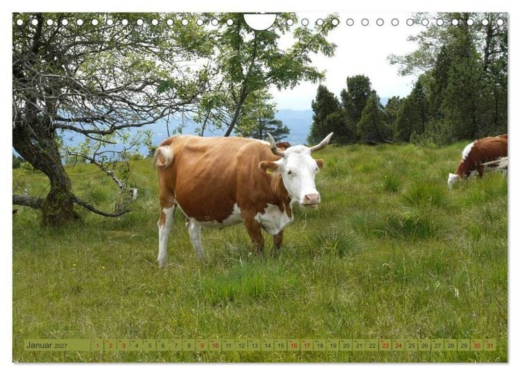 Produktbild: Schwarzwald-K&uuml;he - Die Hinterw&auml;lder (Wandkalender 2027 DIN A4 quer), CALVENDO Monatskalender