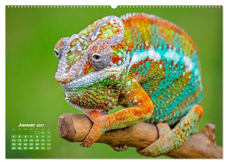 Produktbild: Cham&auml;leon: Die farbenfrohe Welt der Reptilien (Wandkalender 2027 DIN A2 quer), CALVENDO Monatskalender